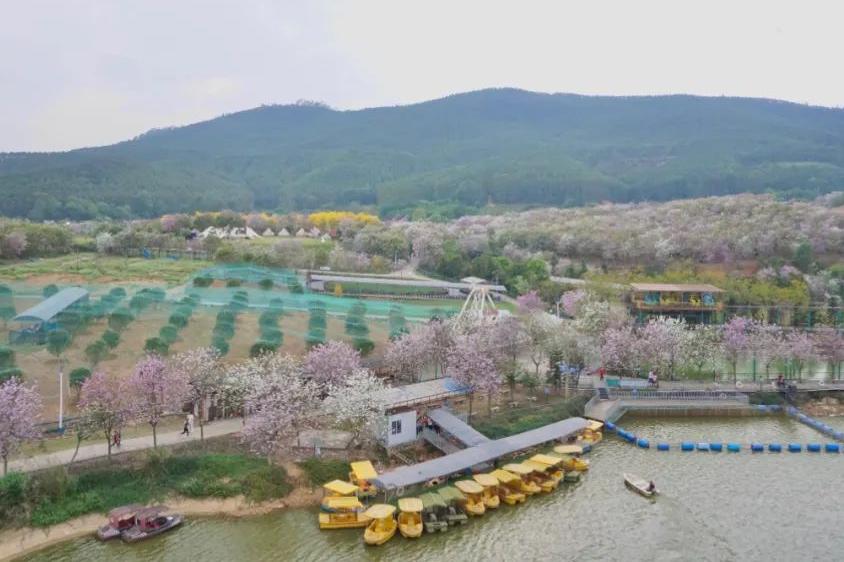 湘籍企業(yè)商會與志惠農(nóng)場 一 美麗花海之約